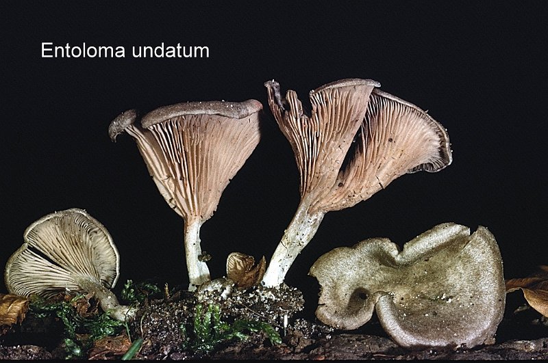 Entoloma undatum-amf781-1.jpg - Entoloma undatum ; Syn1: Rhodophyllus undatus ; Syn2: Eccilia sericeonitida ; Non français: Entolome ondoyeux